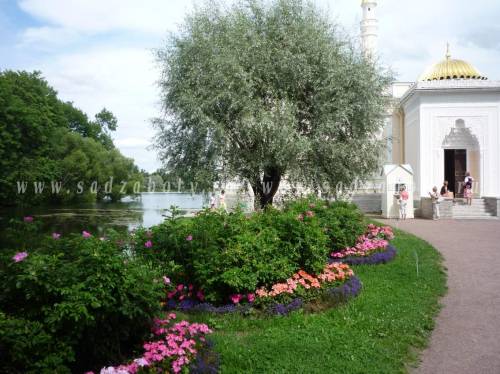 шиповник изгородь